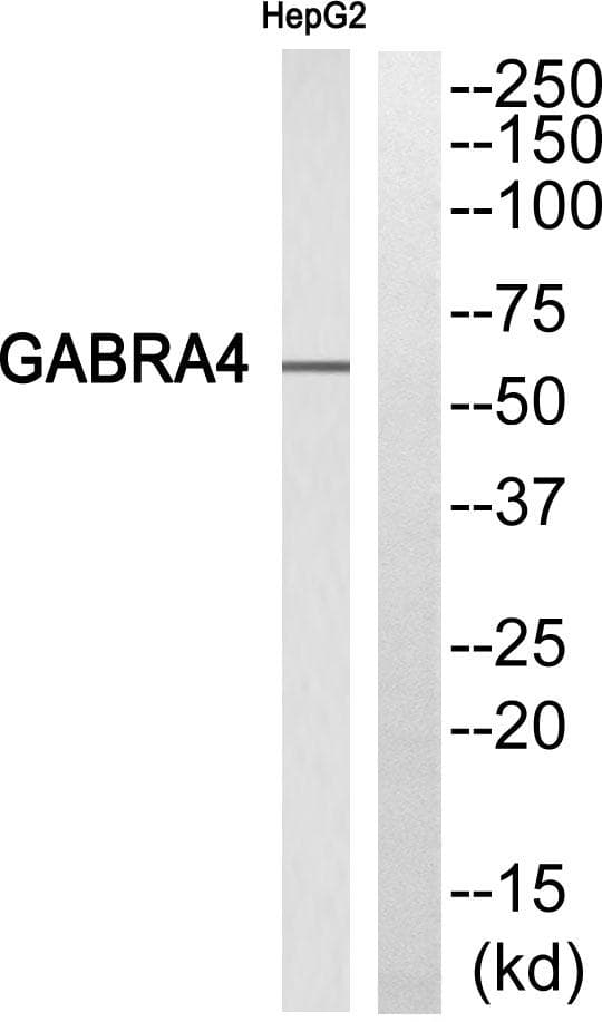 GABRA4 Antibody