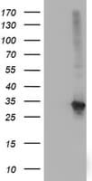 SPR Antibody (clone OTI2C6)