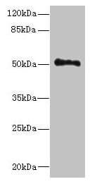 UNC93A Antibody