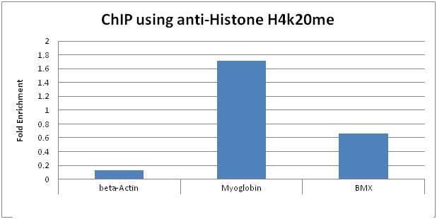Histone H4 Antibody (Mono-Methyl-Lys20, clone 5E10-D8)