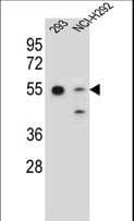 GNAS Antibody (aa287-315)