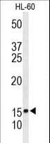 IHC-plus™ CRIP1 Antibody (aa48-77)