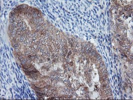 CRYZL1 Antibody (clone OTI2C3)