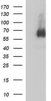MAdCAM-1 Antibody (clone OTI1E1, Carrier-free)
