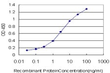 IHC-plus™ SMAD2 Antibody (clone 3G6)
