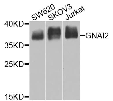 GNAI2 Antibody