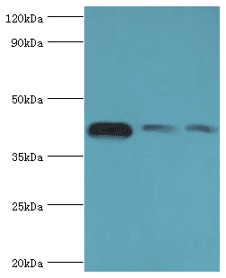 ACTR1A / Centractin Antibody (aa187-376)