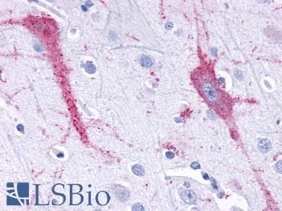 PathPlus™ TAAR9 Antibody (C-Terminus)
