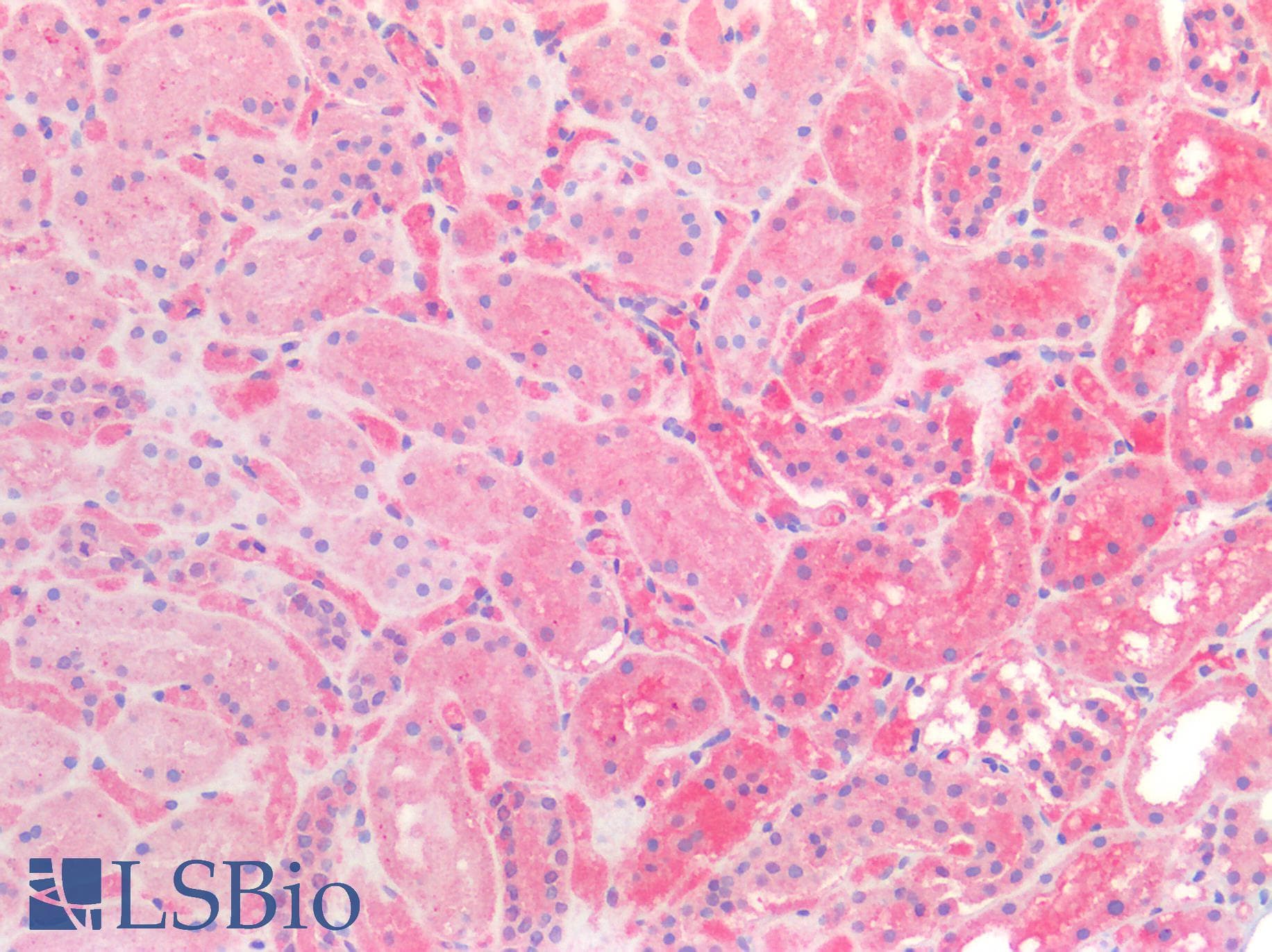 IHC-plus™ Monoclonal Mouse anti-Human CTSZ / Cathepsin Z Antibody (clone AT6G11, IHC, IF, WB)