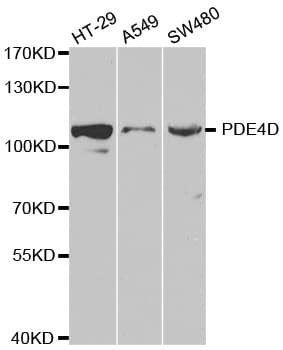 PDE4D Antibody