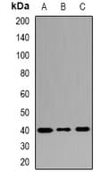 MRNP41 / RAE1 Antibody