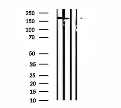 STK36 Antibody