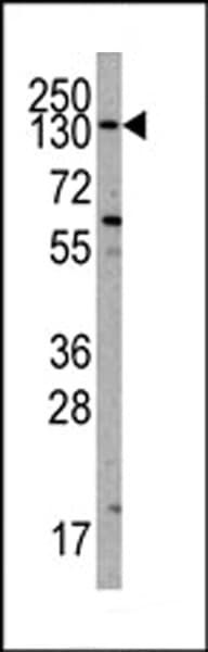PIK3CA / PI3K Alpha Antibody (aa504-533)