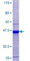 Human A2ML1 Protein (Recombinant GST)