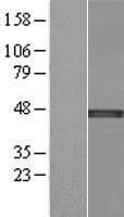NSUN4 Protein (Over-Expression Lysate Myc-DDK (Flag))