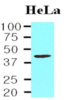 IHC-plus™ TDP-43 / TARDBP Antibody (aa1-260, clone K1B8)