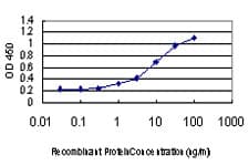 Monoclonal Mouse anti-Human GDI1 Antibody (clone 1H3, WB)