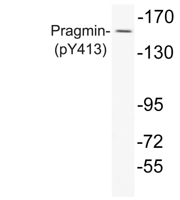 PRAGMIN / SGK223 Antibody (phospho-Tyr413)