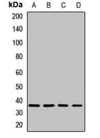 PPP1CC / PP1 Gamma Antibody