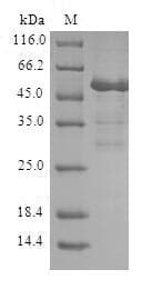 Human RAP2B Protein (Recombinant GST, N-terminus)