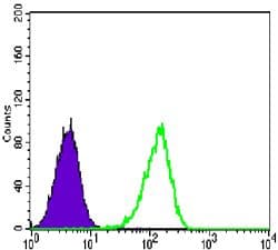Monoclonal Mouse anti-Human PRMT4 / CARM1 Antibody (clone 3H2, IHC, IF, WB)