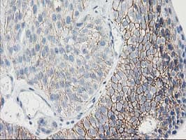 GUK1 / Guanylate Kinase 1 Antibody (clone OTI4A8)