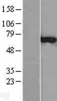 CNKSR3 Protein (Over-Expression Lysate Myc-DDK (Flag))
