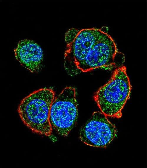 MITF Antibody (aa1-28)