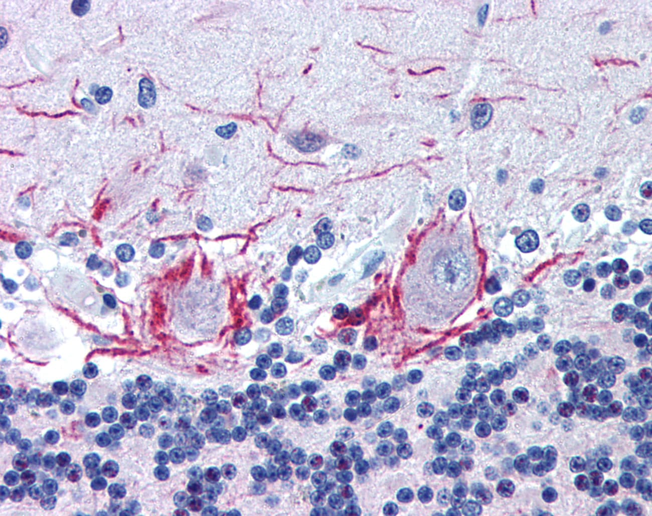 BIRC5 / Survivin Antibody (phospho-Thr34, Biotin)