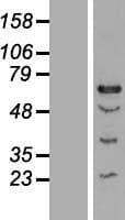 CENPT Protein (Over-Expression Lysate Myc-DDK (Flag))