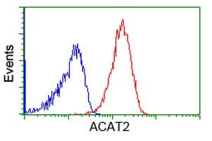 ACAT2 Antibody (clone OTI1C5)