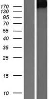 PTPRG / RPTR-Gamma Protein (Over-Expression Lysate Myc-DDK (Flag))