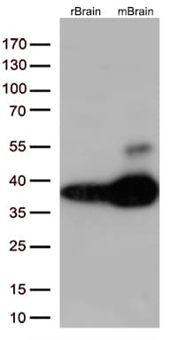 STX1A / Syntaxin 1A Antibody (clone OTI7E2, Carrier-free)