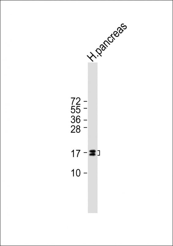 REG3G Antibody (clone 1790CT313.66.2)