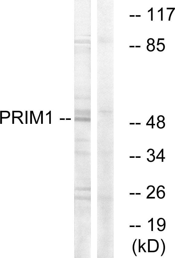 PRIM1 Antibody