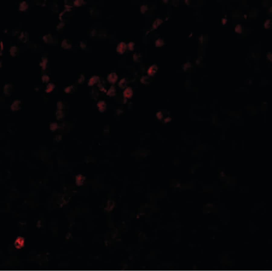 IHC-plus™ LMBRD1 Antibody