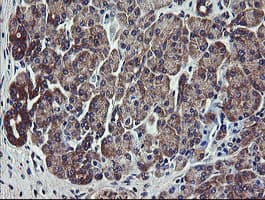 VBP1 Antibody (clone OTI2F2)