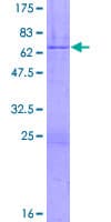 Human ZNF444 Protein (Recombinant GST)