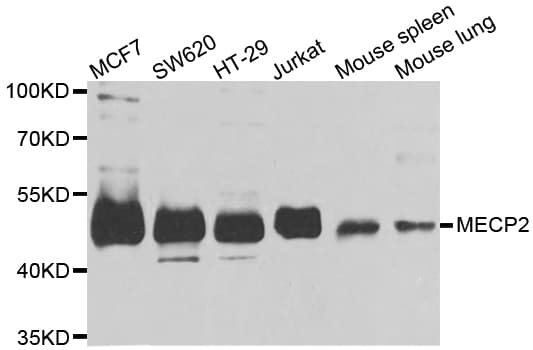 MECP2 Antibody
