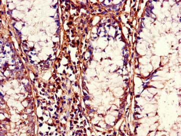 CDC37 Antibody