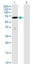 Monoclonal Mouse anti-Human SMIF / DCP1A Antibody (clone 2D12, WB)