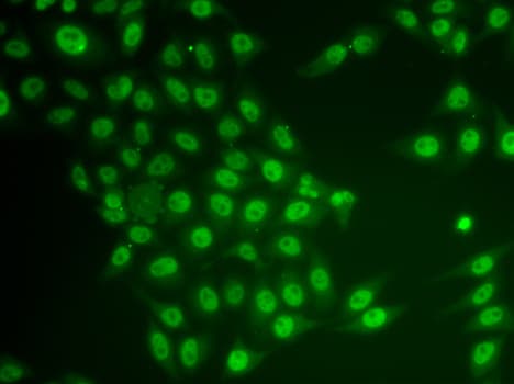 IHC-plus™ CRY2 Antibody