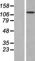FAM120A Protein (Over-Expression Lysate Myc-DDK (Flag))
