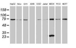 SPATC1L / C21orf56 Antibody (clone OTI1H6)