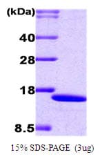 Human IRF2 Protein (Recombinant His)