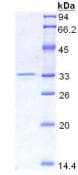 Mouse HMG1 / HMGB1 Protein (Recombinant His, N-Terminal)