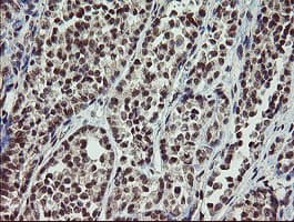 SLA2 / SLAP2 Antibody (clone OTI1F7)