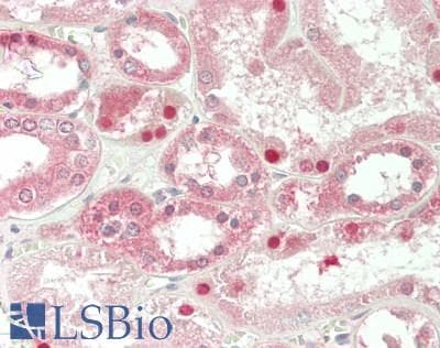 IHC-plus™ LRRC32 Antibody (clone Plato-1)