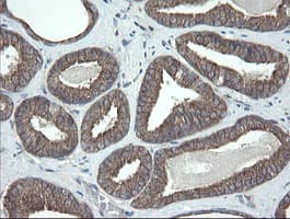 VBP1 Antibody (clone OTI2E6)