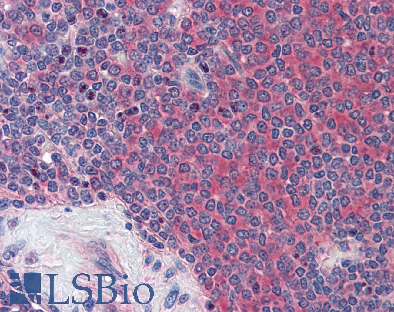 IHC-plus™ GLG1 / MG160 Antibody (Internal)